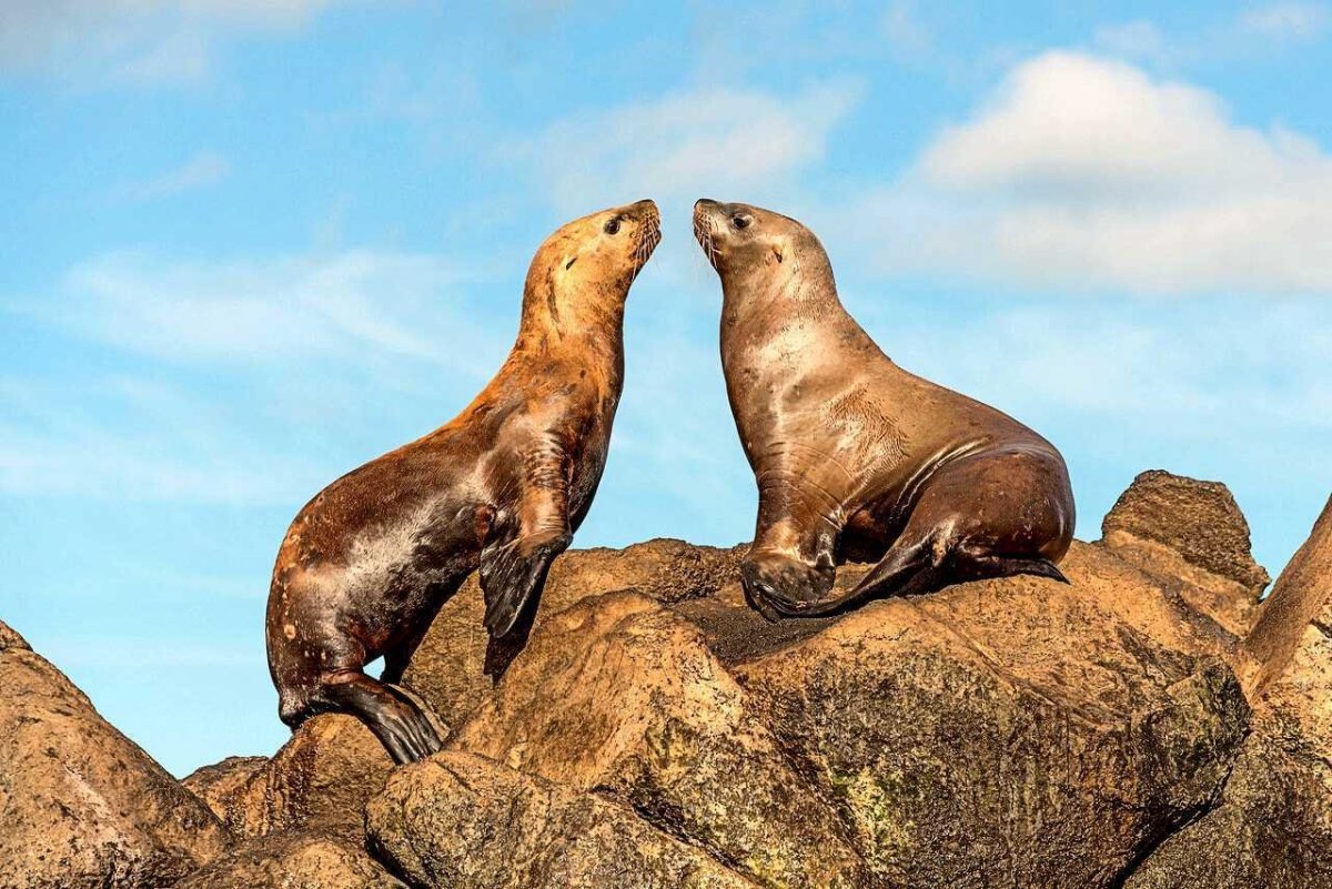 Сахалинский бурый медведь