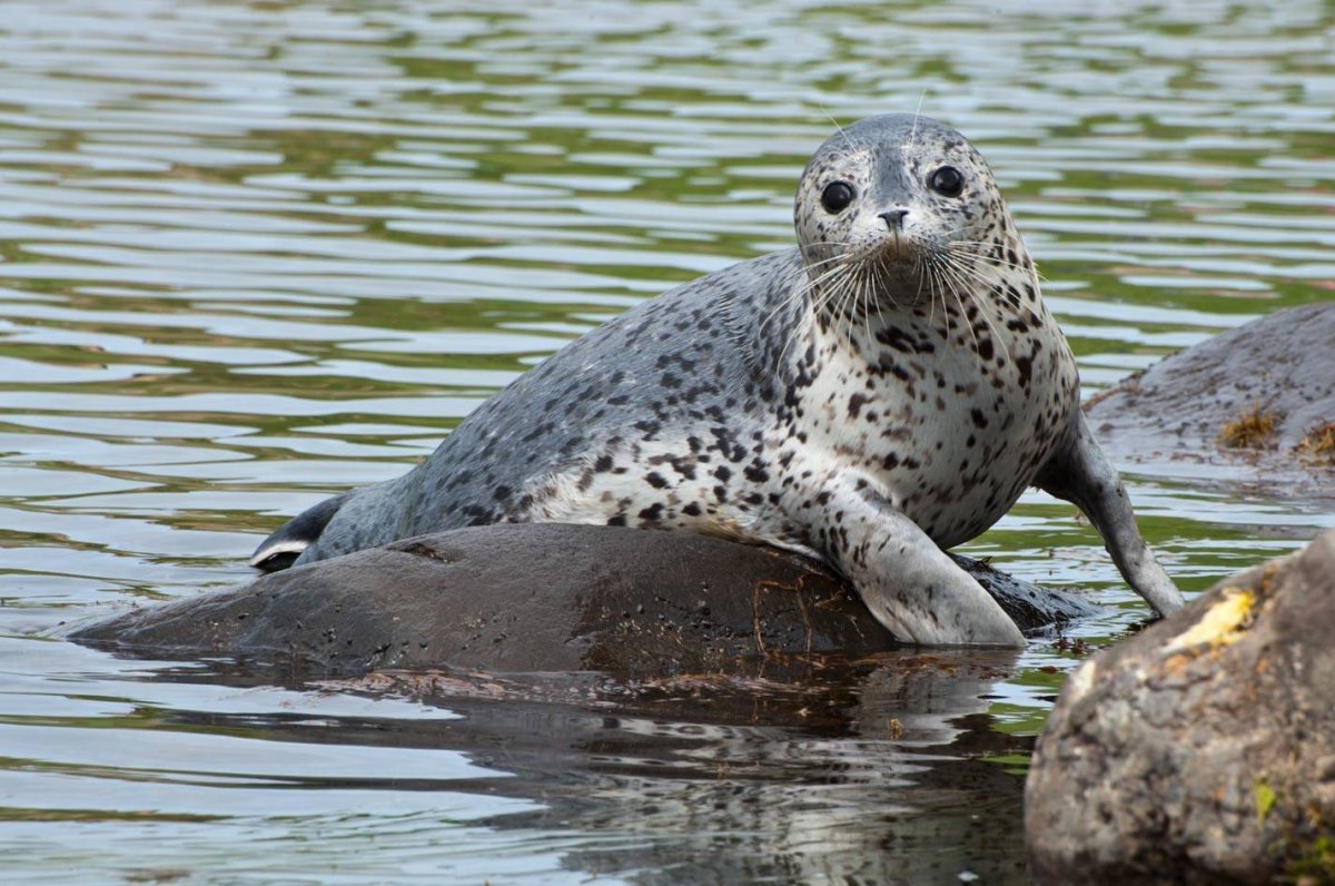 Остров Тюлений Охотское море