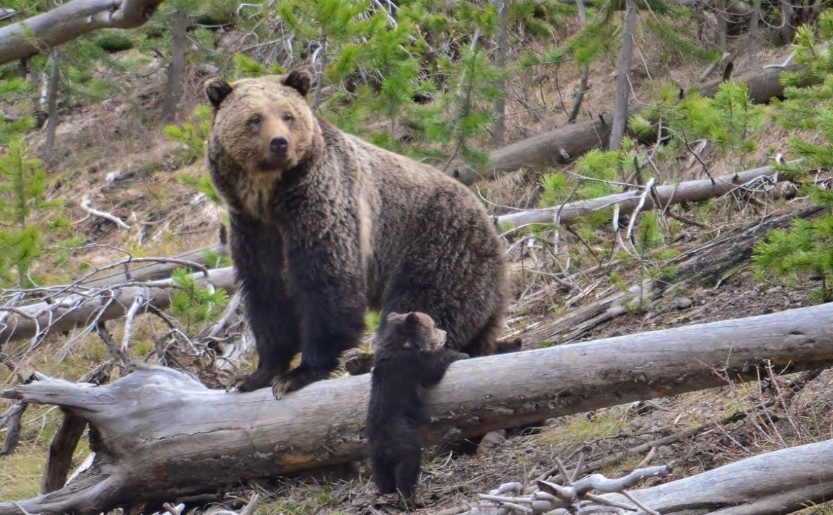 Сивучи на Сахалине