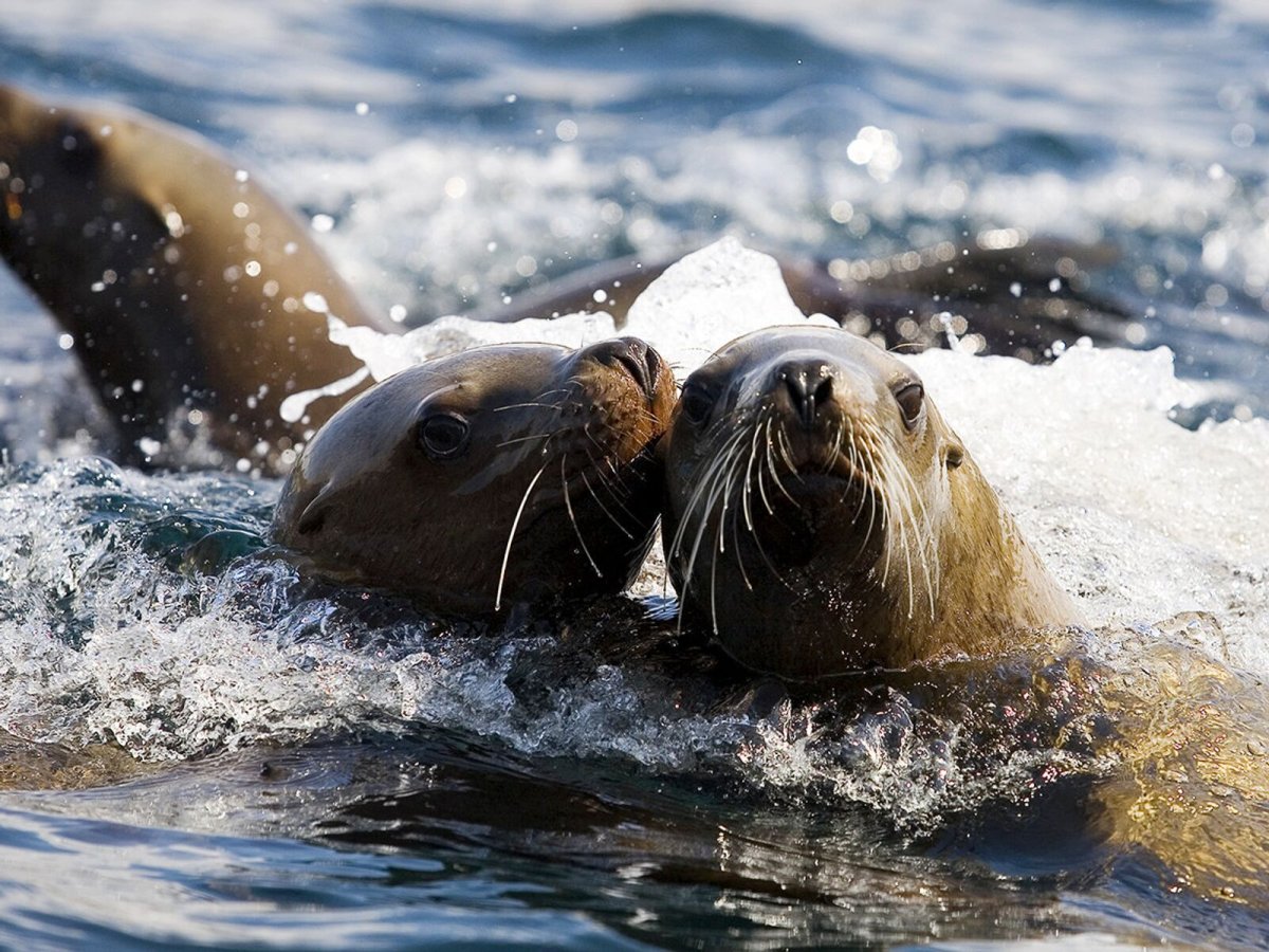 Сивуч (Северный морской Лев) Eumetopias jubatus