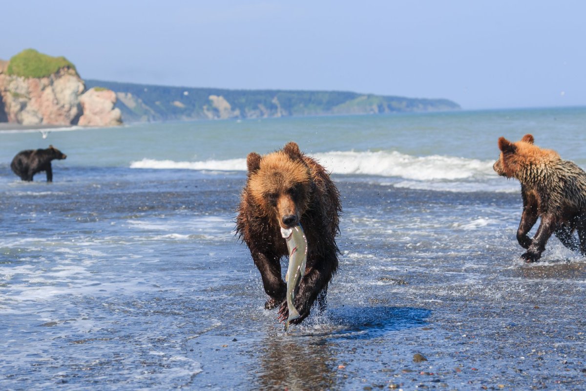 Бурые медведи Сахалинской области