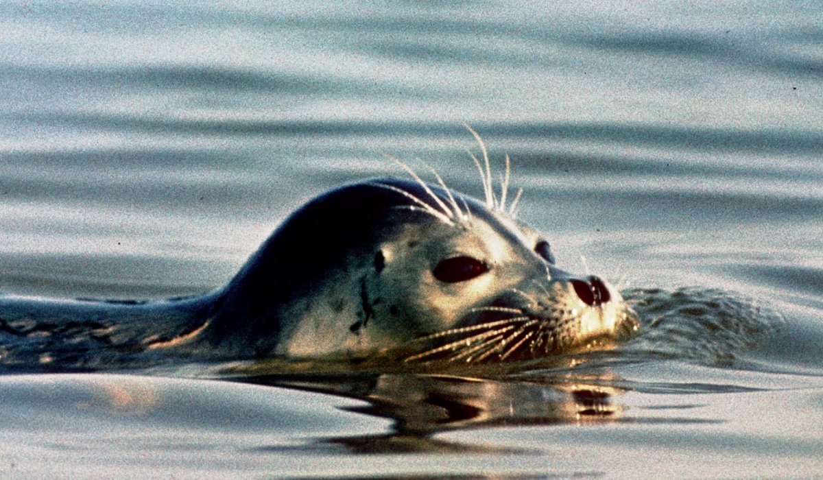 Морская выдра 5