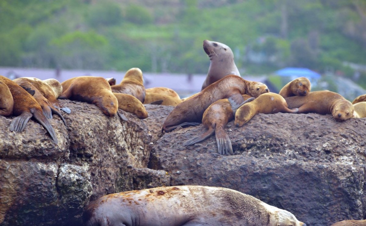 Панда красная книга Краснодарский край