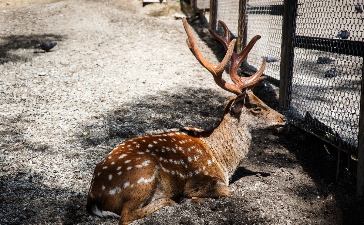 Бурый медведь Сахалин
