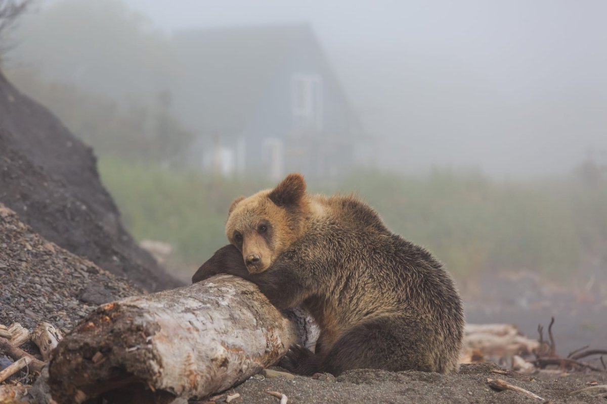 Северо Западное лежбище Командорские острова