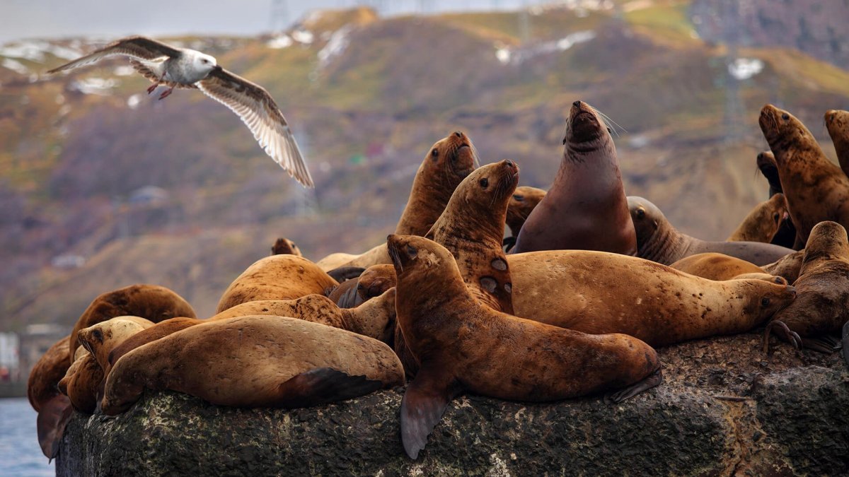 Остров Монерон Сахалин животные
