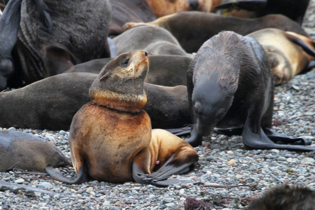 Лежбище сивучей в Невельске