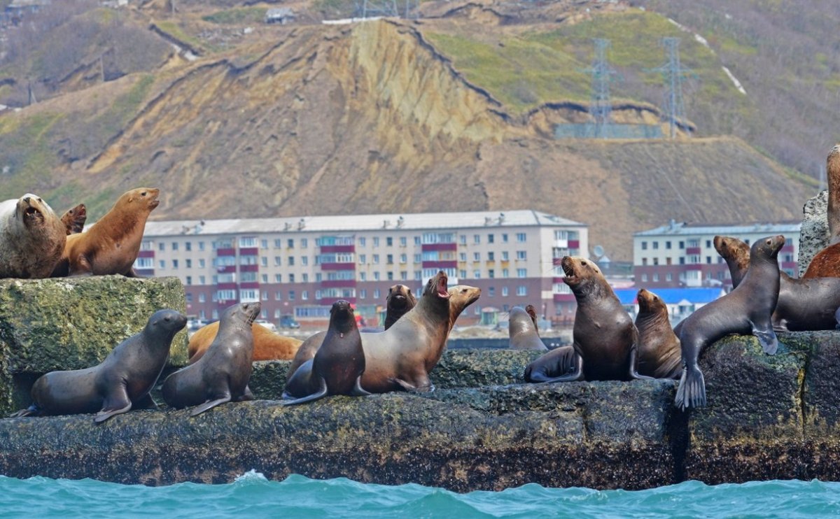 Медведи на Сахалине