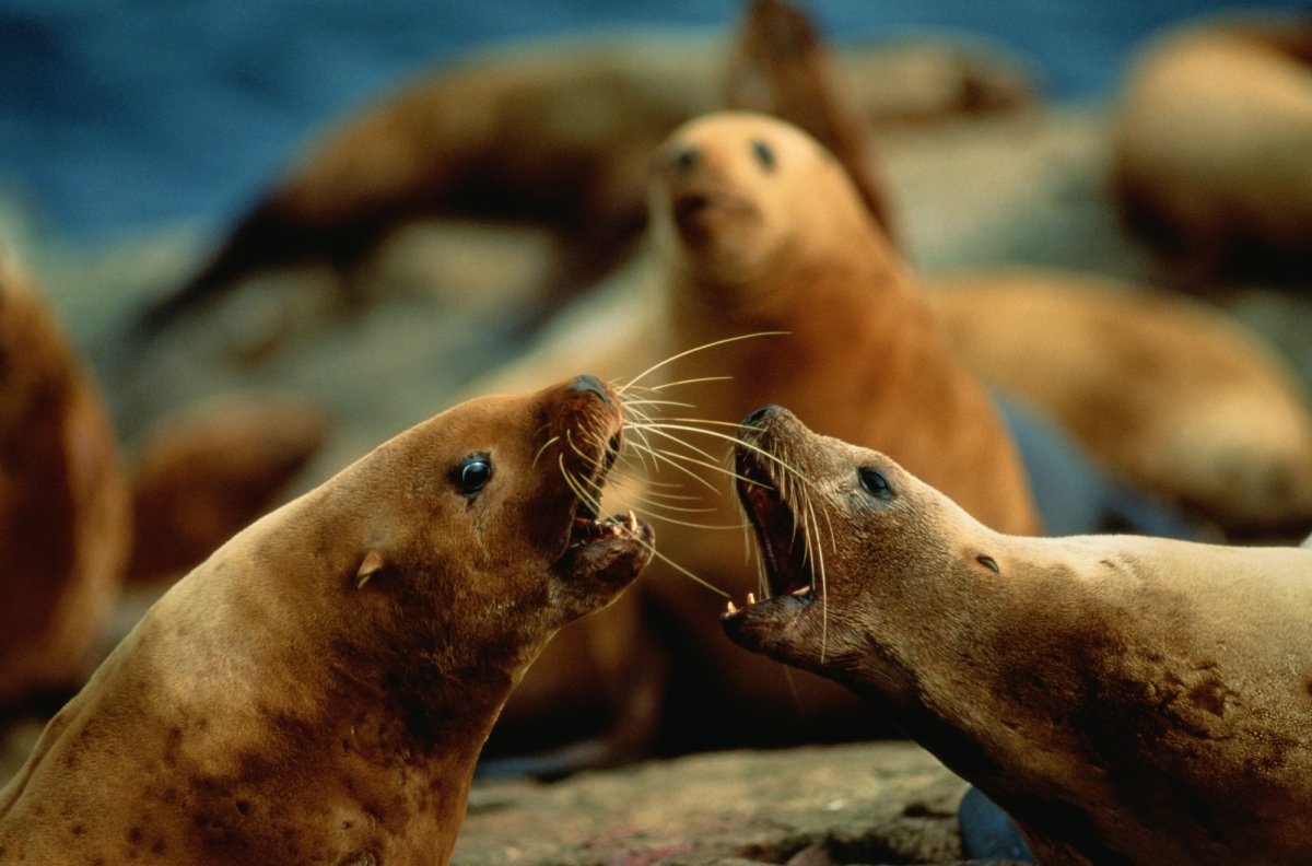 Северный олень Карибу