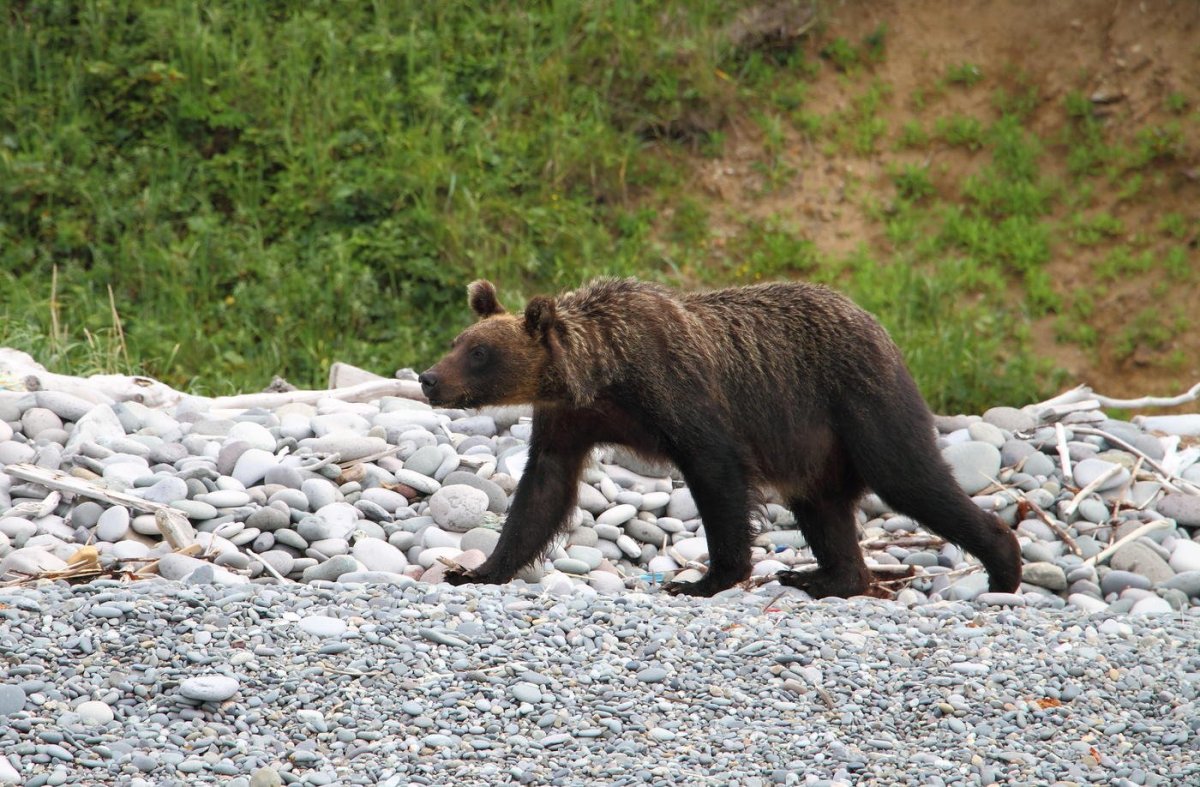 Остров Кунашир медведи