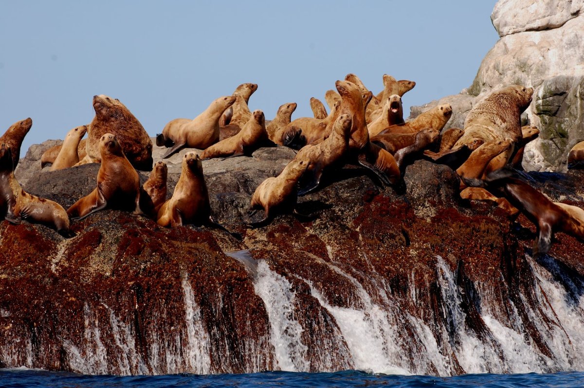 Байкало-Ленский заповедник медведь