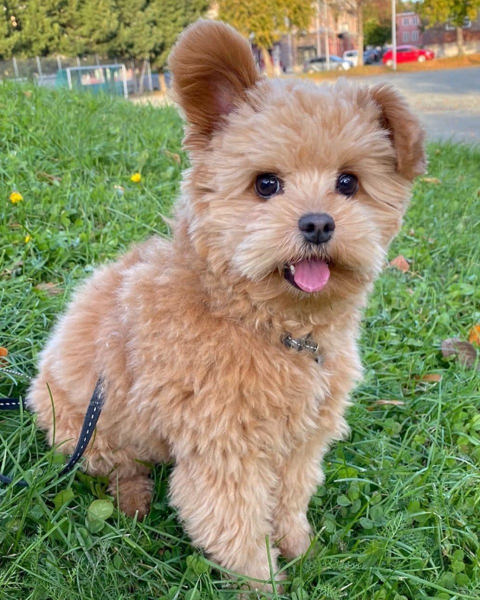 Шпицпу Оливер