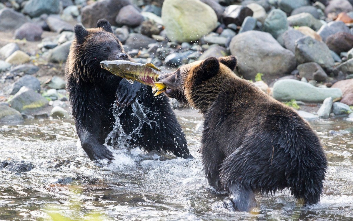 Курильское озеро Камчатка