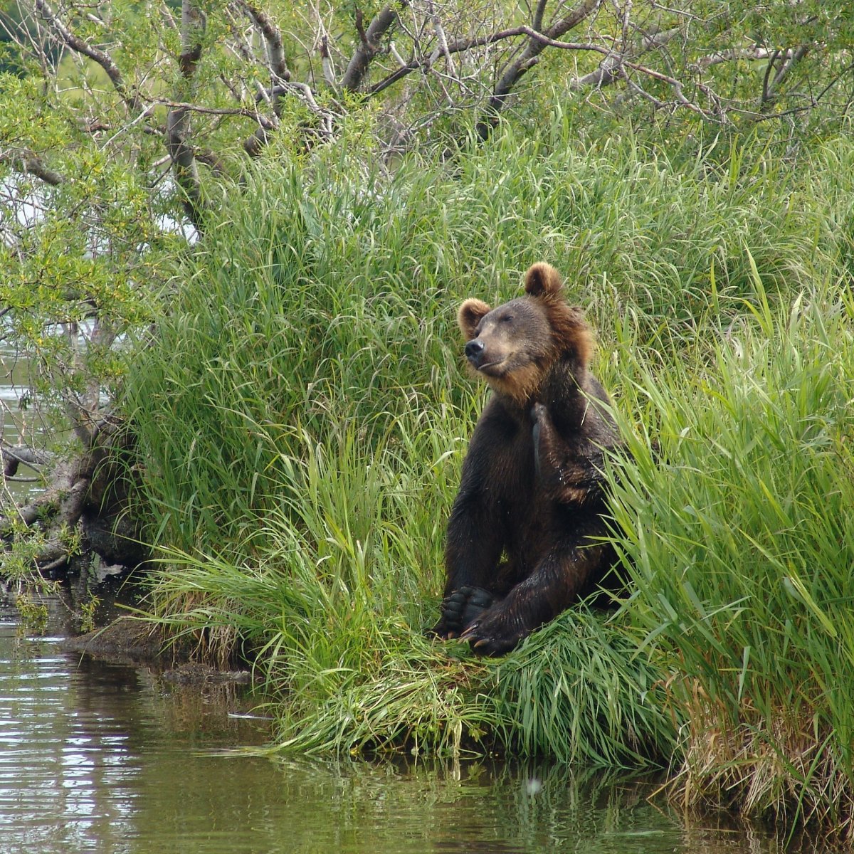 Остров Тюлений Сахалин сивучи