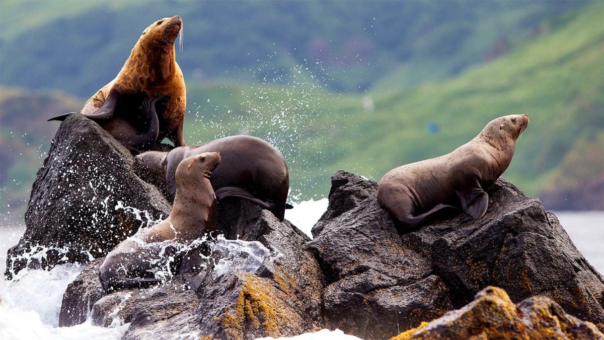 Нерпа Охотское море