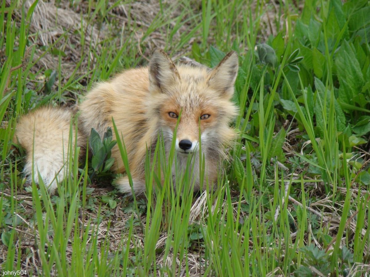 Бурые медведи Сахалинской области