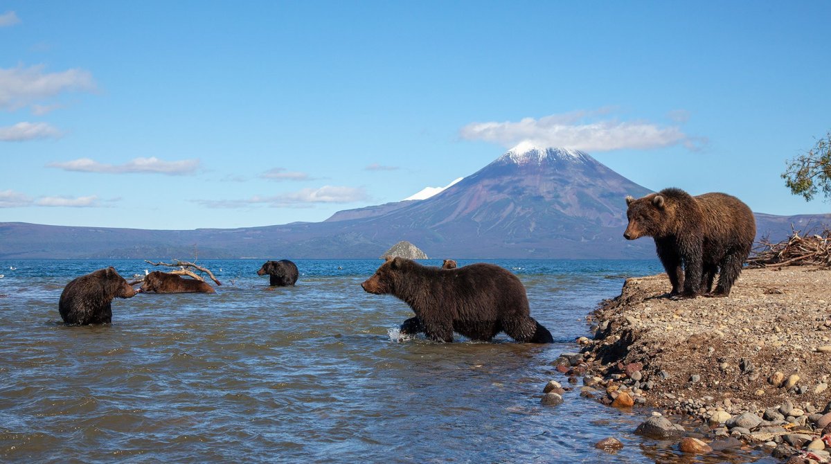 Бурый медведь Сахалин