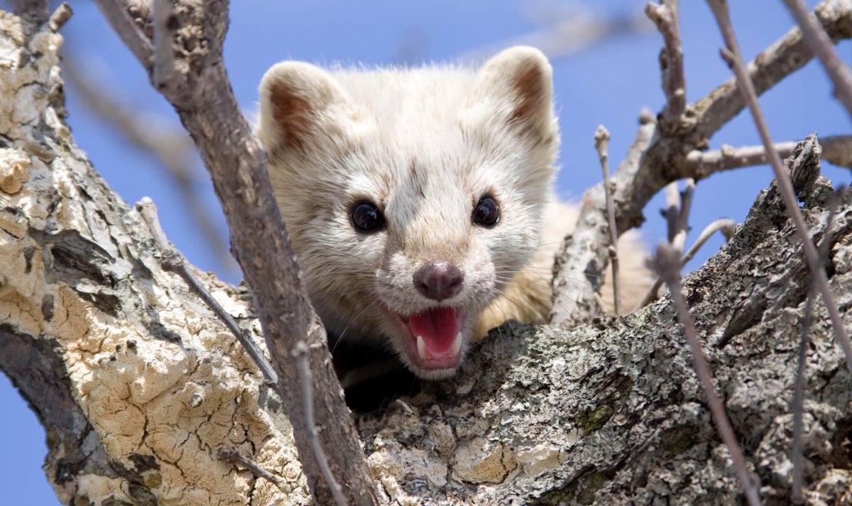 Байкало-Ленский заповедник бурый медведь
