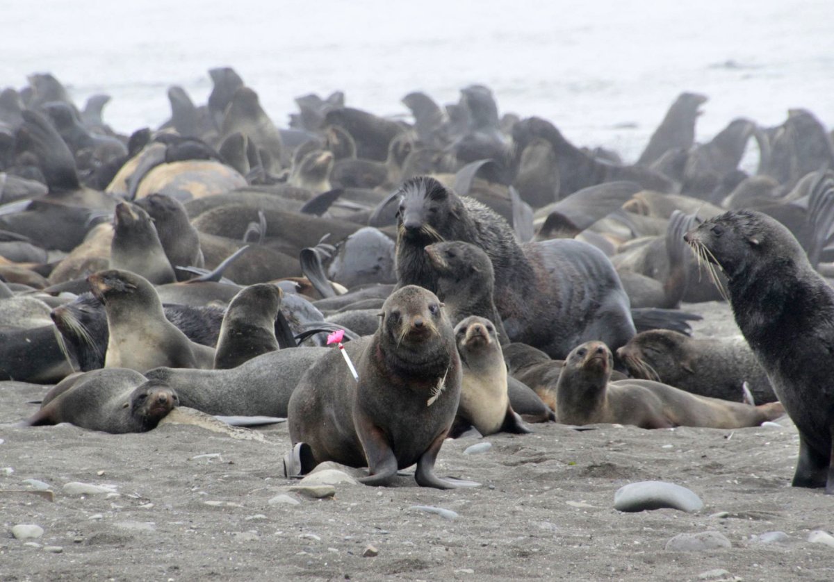 Сивучи на Сахалине