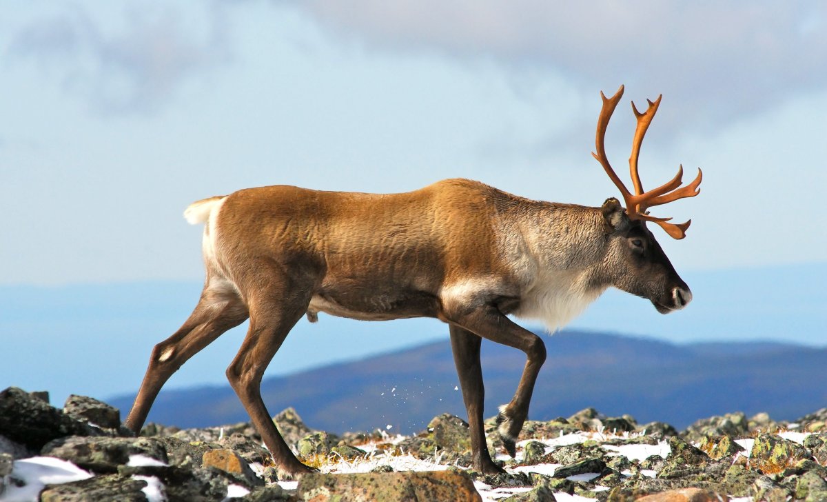 Лежбище морских котиков Сахалин
