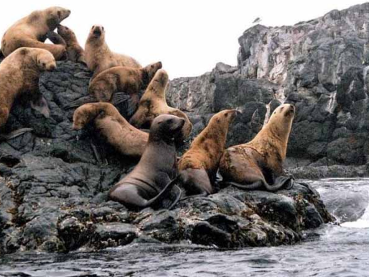 Лежбище морских котиков Сахалин