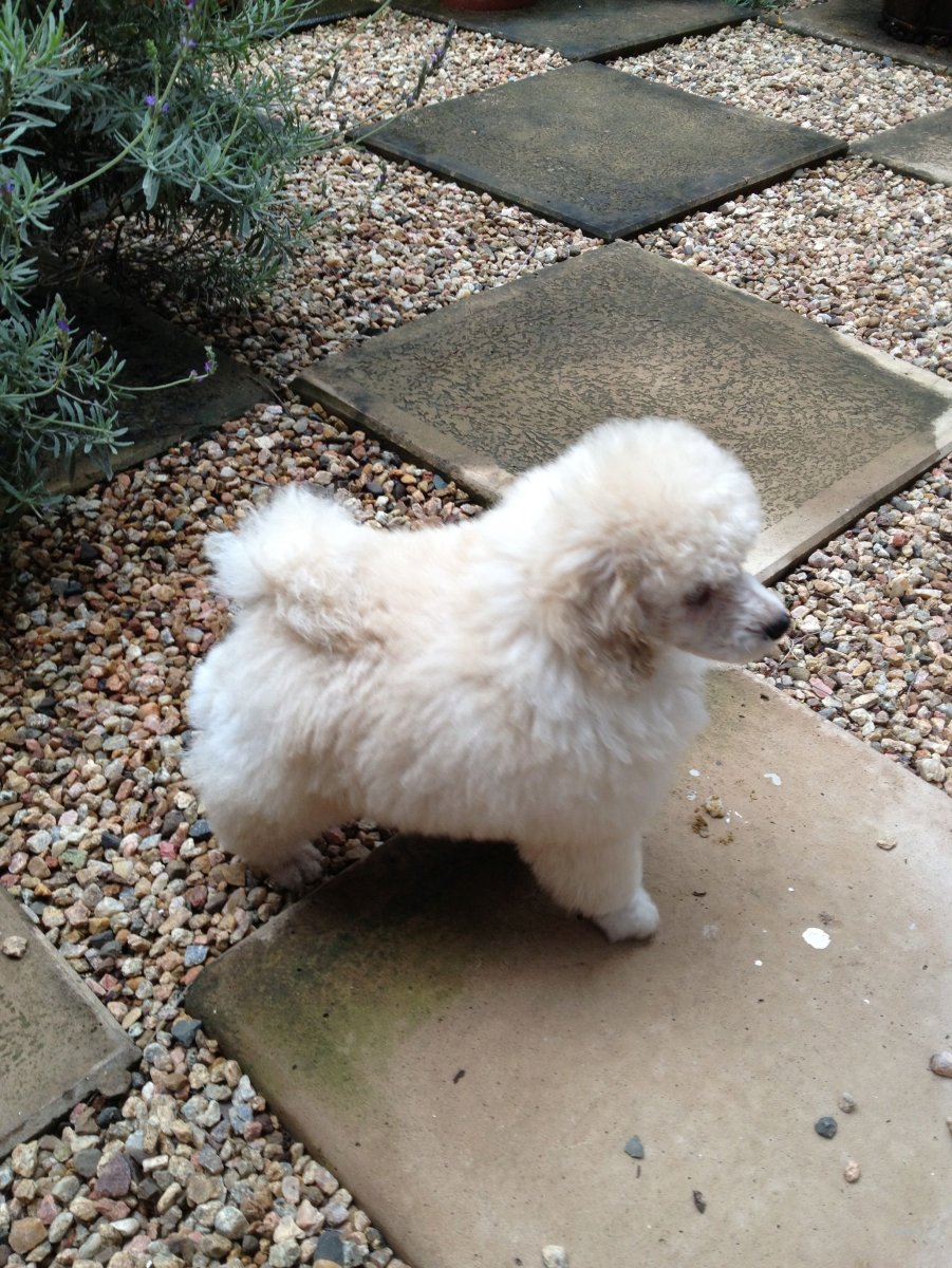 Метис пуделя и шпица