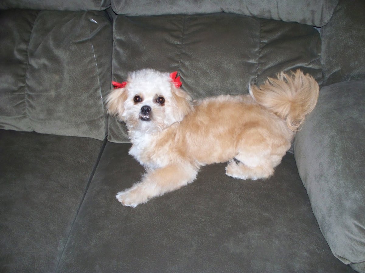 Пекинес с той пуделем