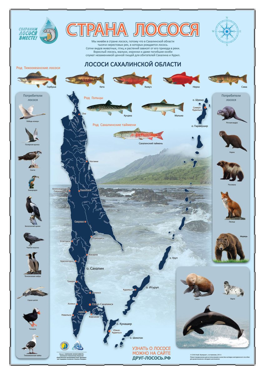 Краснокнижные морские животные России