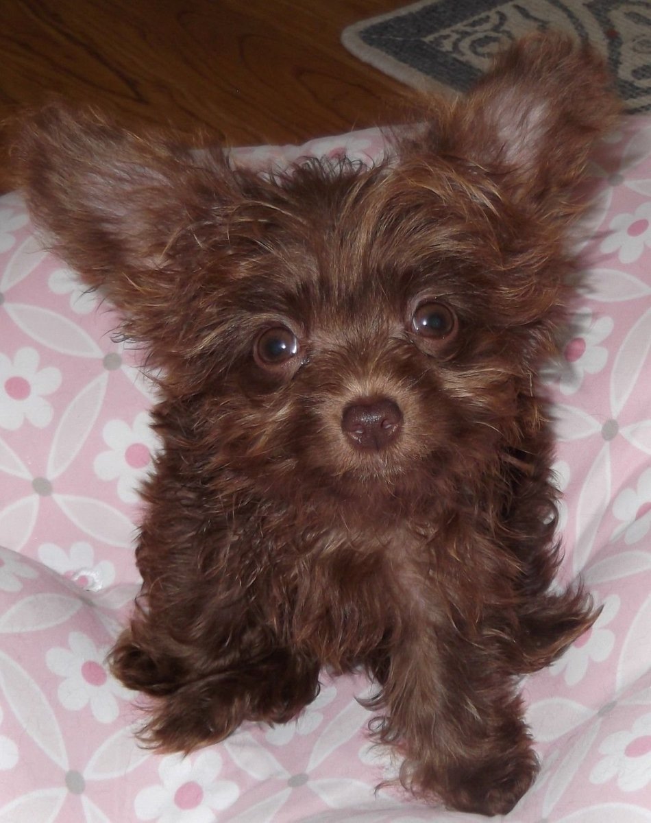 Карликовый пудель и чихуахуа