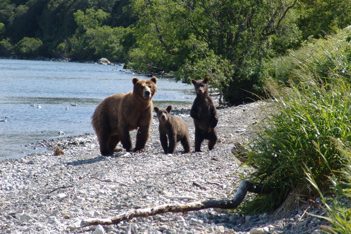 Сибирская кабарга