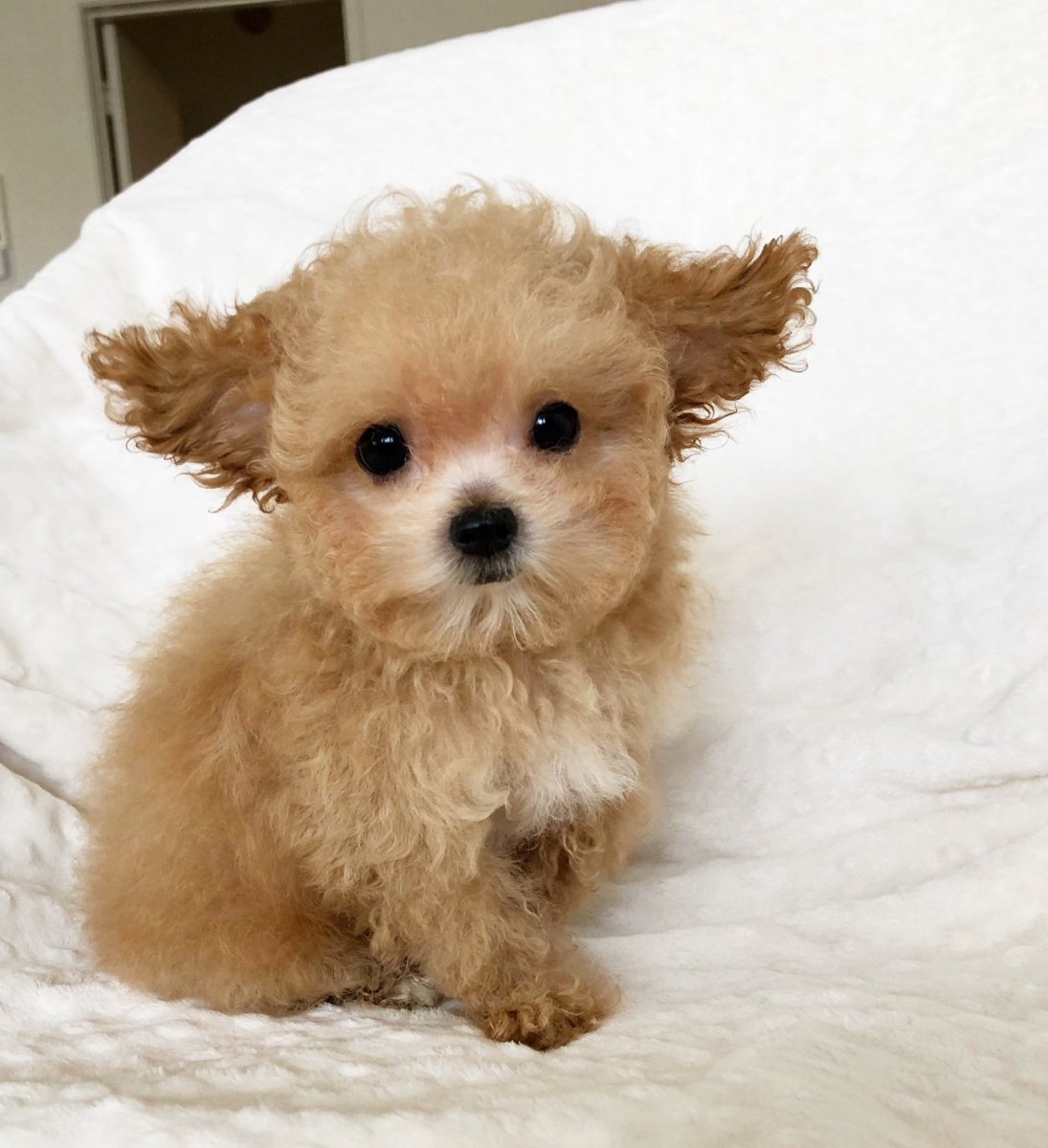 Мальтипу микро рыжая