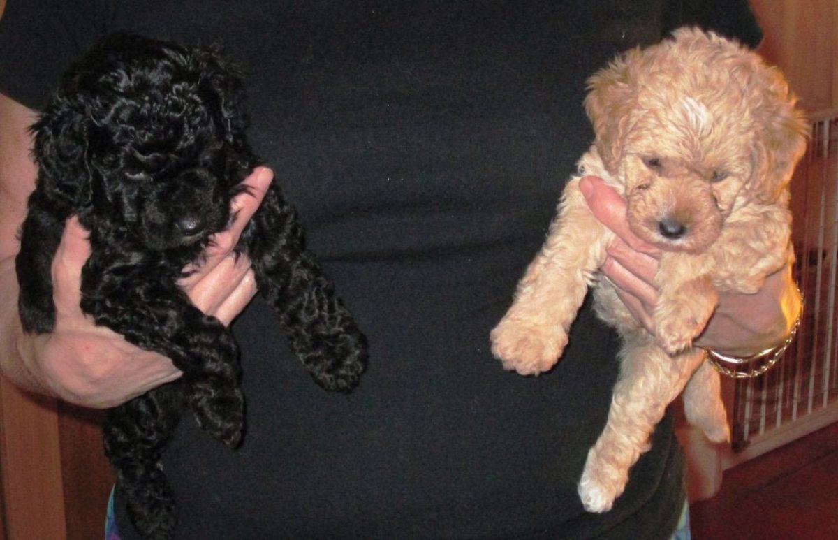 Метис пуделя