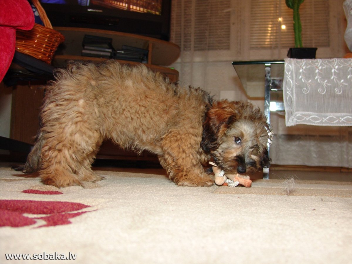 Метис таксы и пуделя