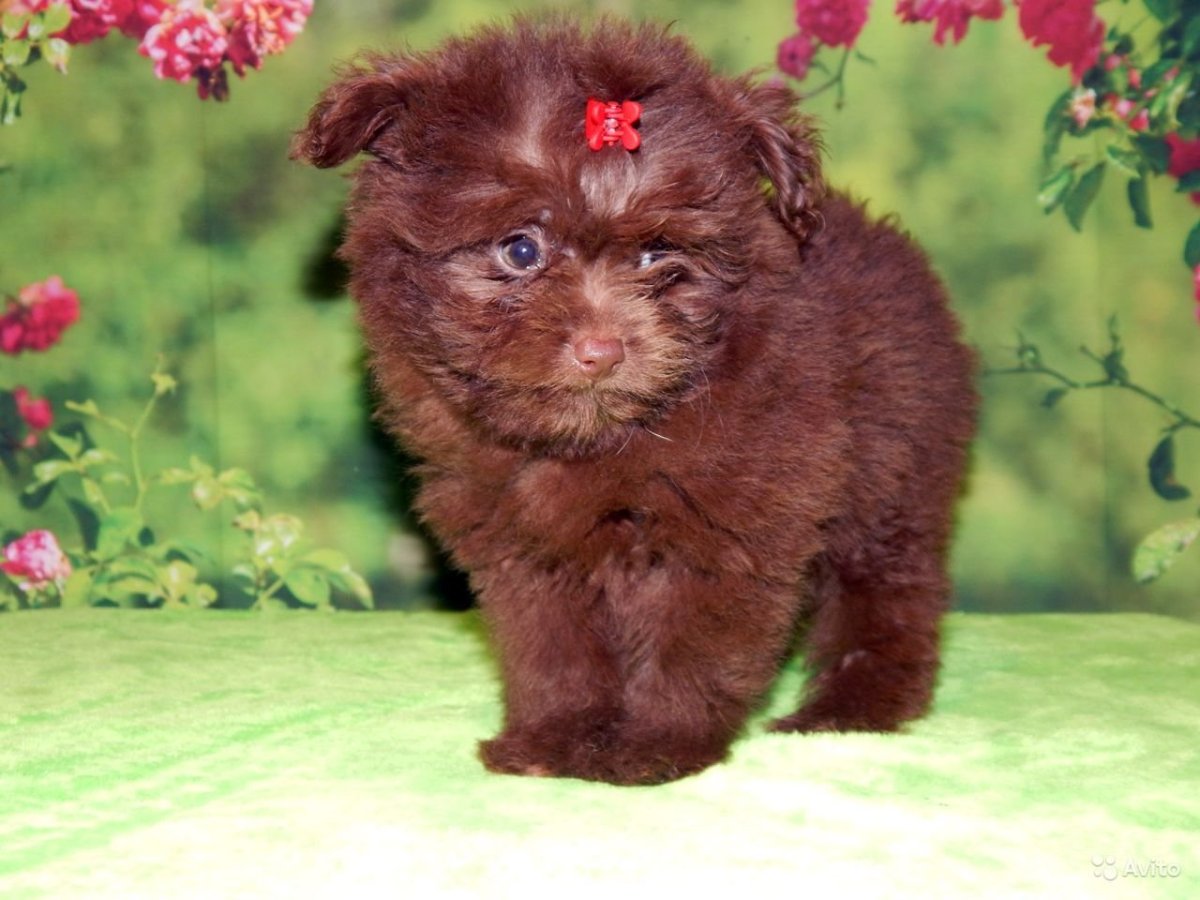 Мама шпиц папа пудель щенок характеристика