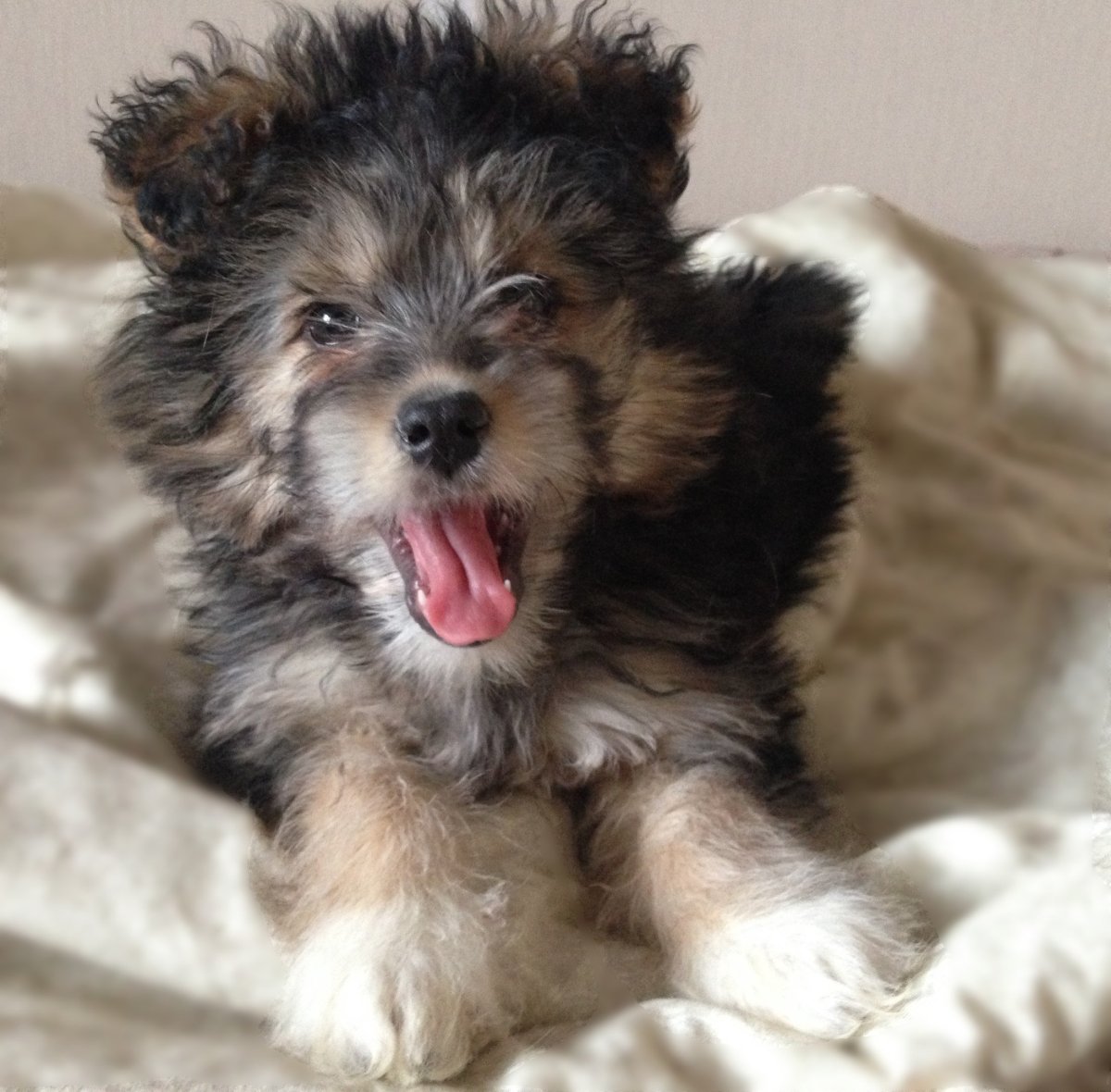 Метис Йорка и Болонки