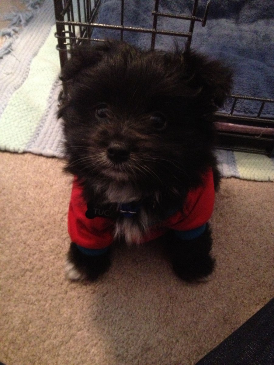 Помесь той пуделя