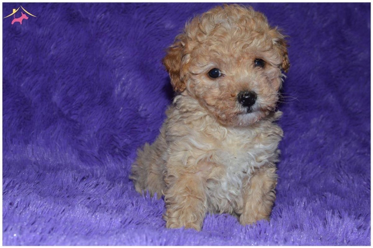 Описание дворняжки похожую на пуделя