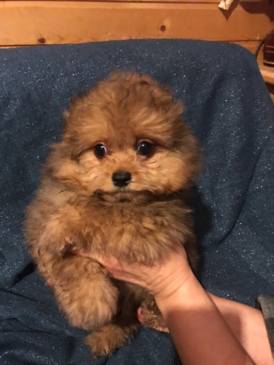 Помесь шпица и пуделя