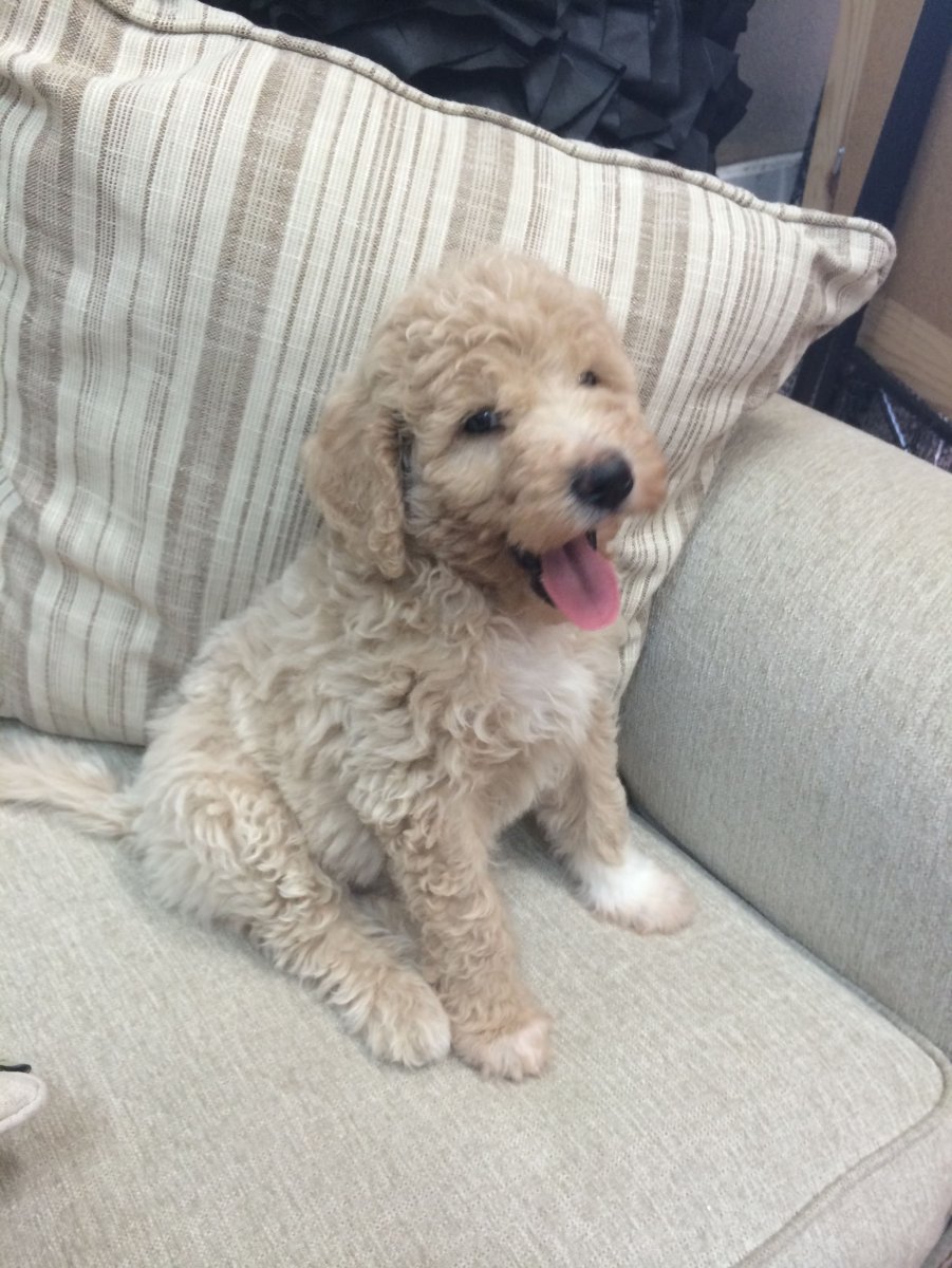 Метис пуделя