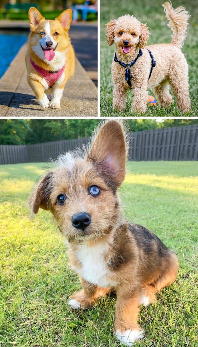 Метис собака