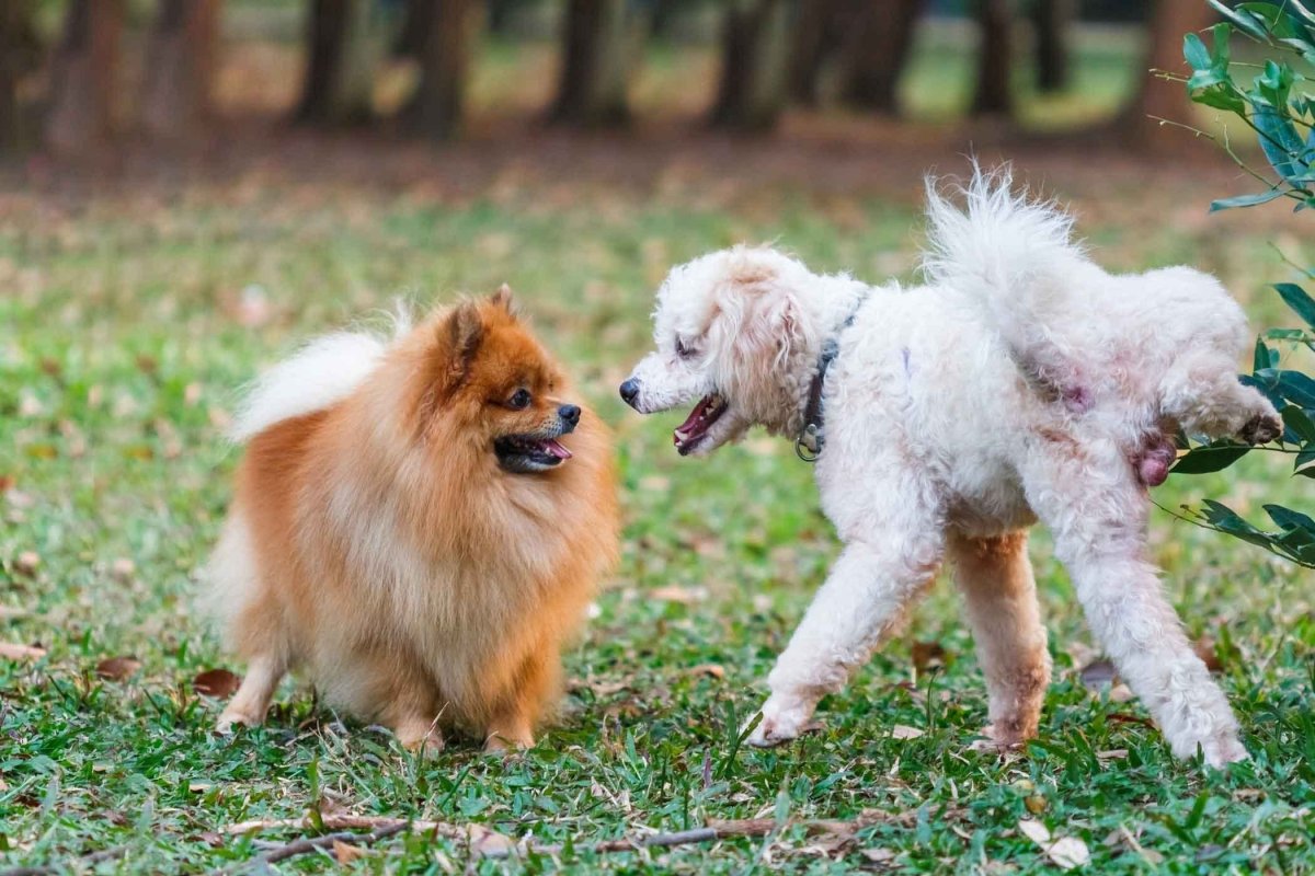 Той пудель и померанский шпиц