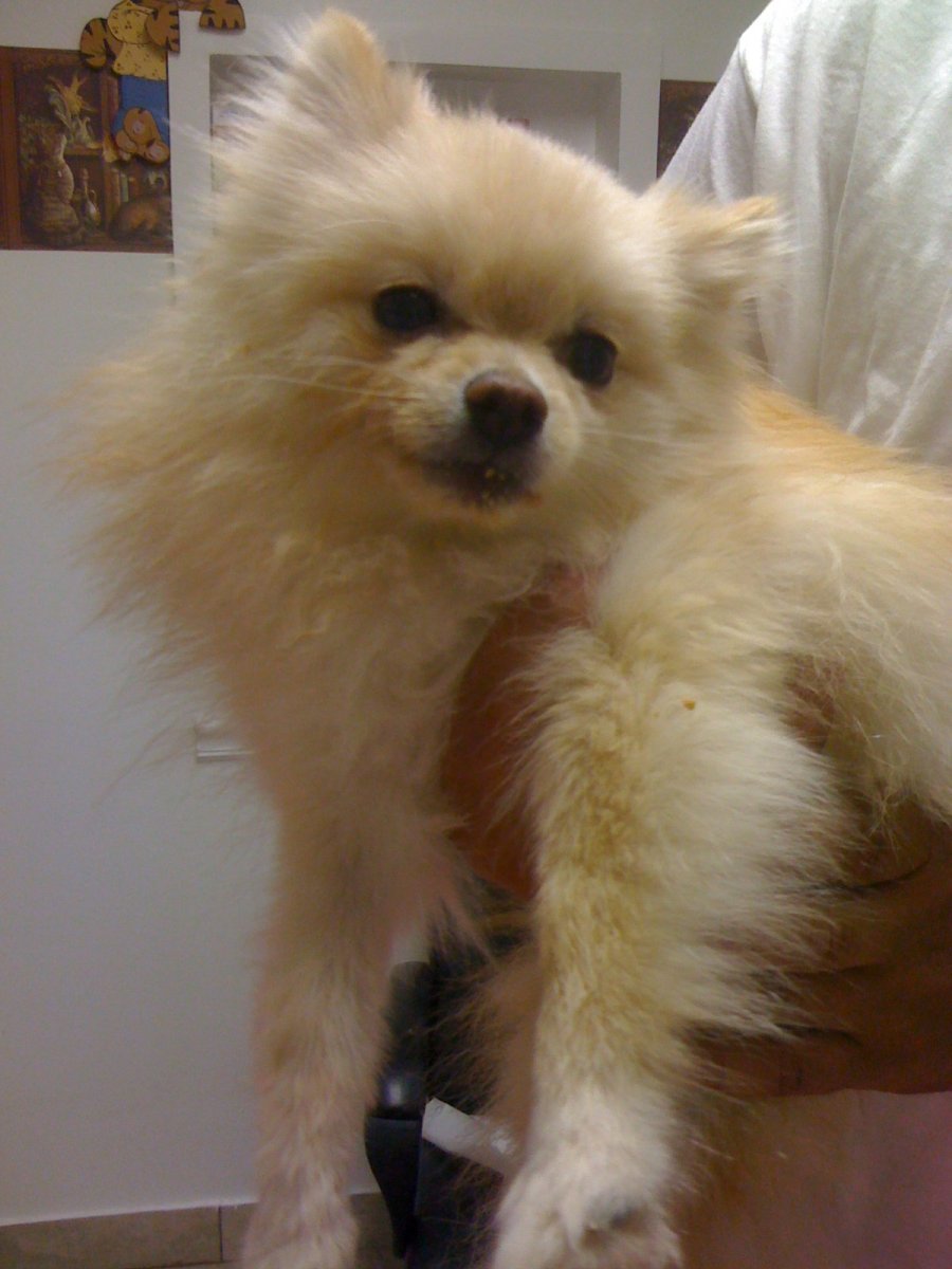 Померанский шпиц и пудель