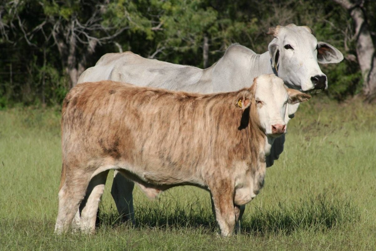 Тигровая корова