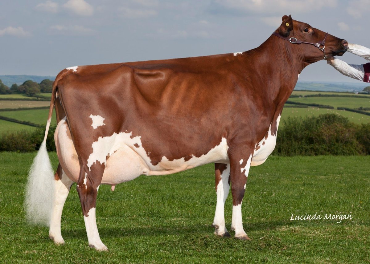 Англерская порода КРС