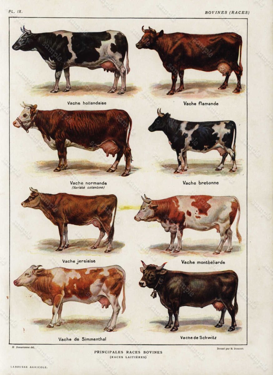 Породы коров с фотографиями