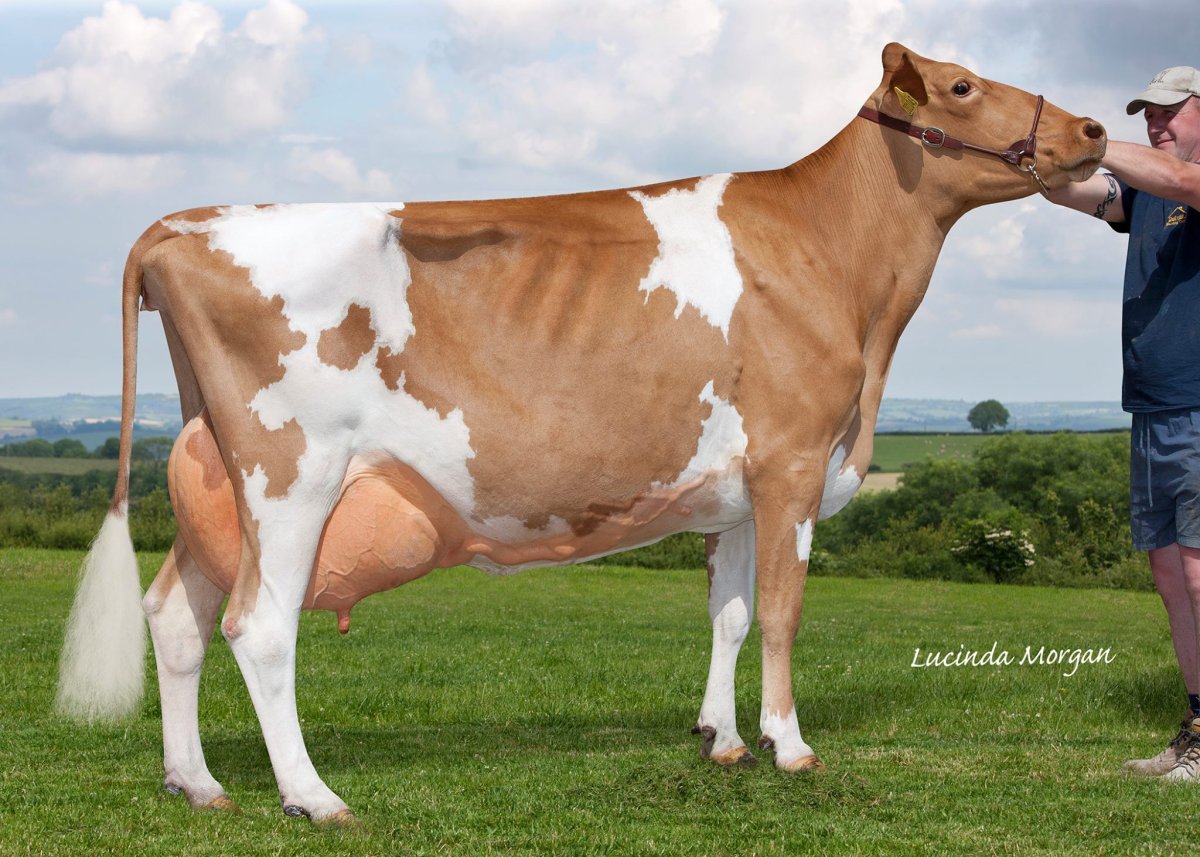 Англерская порода коров