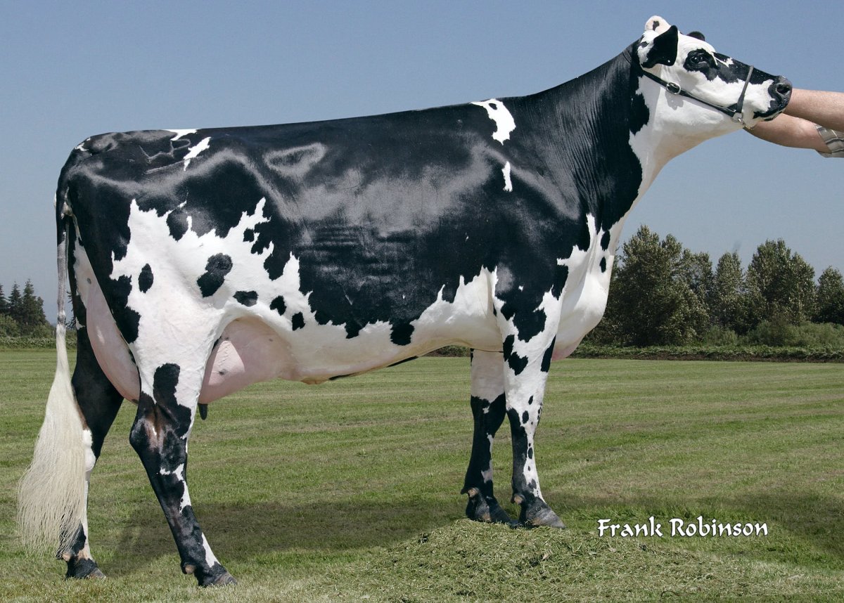 Гольштейн быки