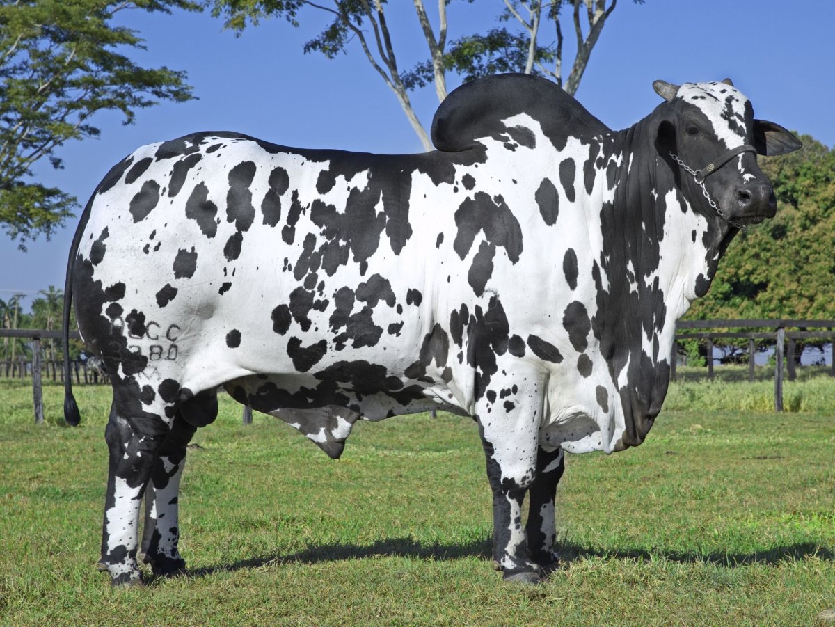 Розовая корова