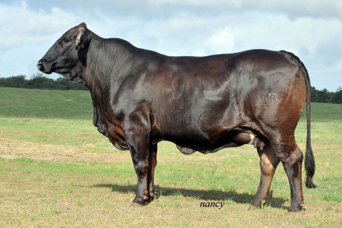 Murray Grey Cattle