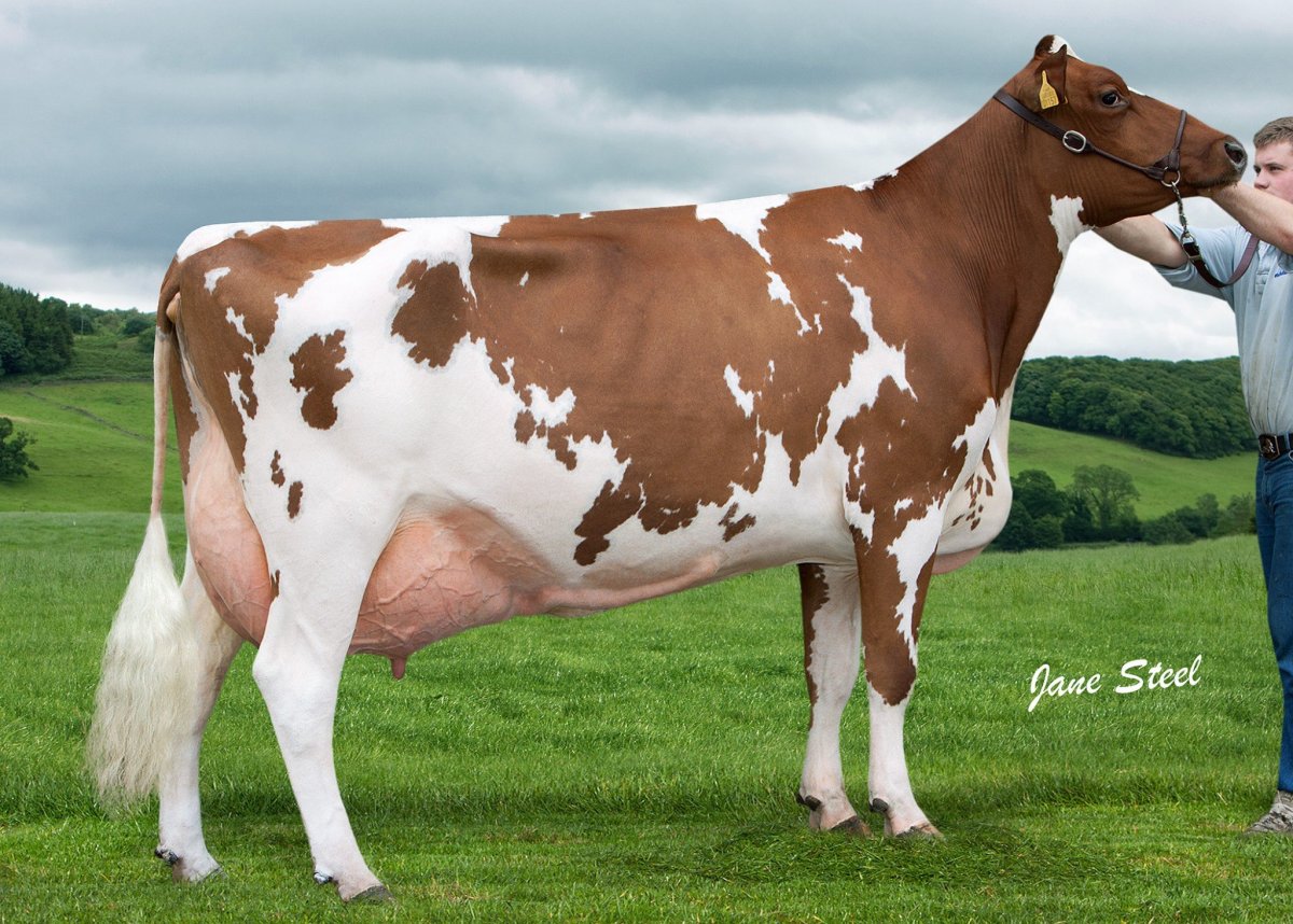 Айрширская порода бык